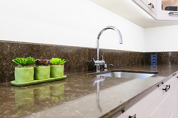 Image showing Succulent plants at the kitchen