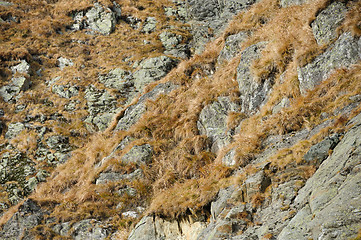 Image showing natural rock with dried grass