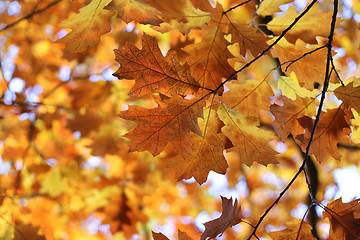 Image showing Beautiful autumn branches