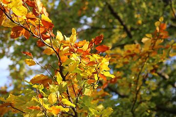 Image showing Bright yellow branch of autumn tree