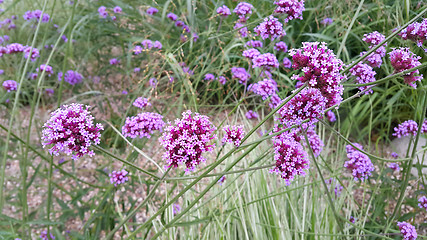 Image showing Beautiful lilac flowers