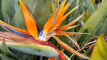 Image showing Closeup of Strelitzia Reginae flower (bird of paradise flower)
