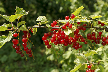 Image showing Branch of bright red currants