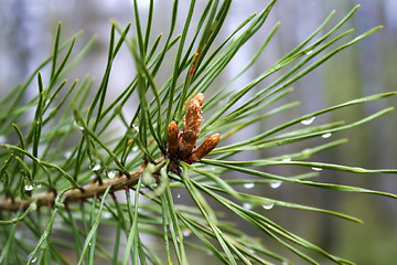 Image showing Coniferous tree with sprouts and water drops