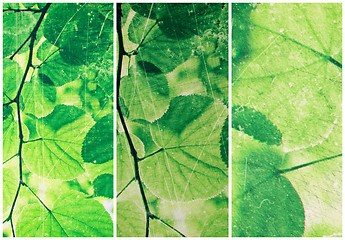 Image showing Abstract collage from fresh green leaves of linden tree