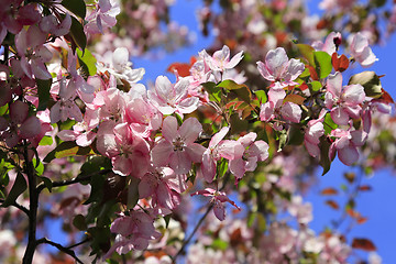 Image showing Branches of spring apple tree with beautiful pink flowers 