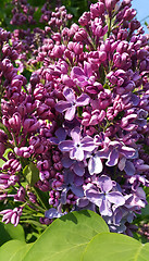 Image showing Beautiful flowering spring bright lilac branches