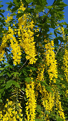 Image showing Beautiful bright yellow flowers of wisteria