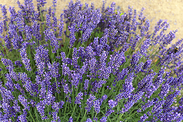 Image showing Beautiful blooming lavenders in garden