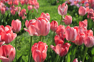 Image showing Beautiful bright pink tulips