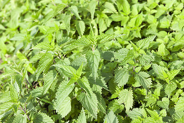 Image showing green nettle leaves