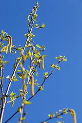 Image showing Young leaves of birch