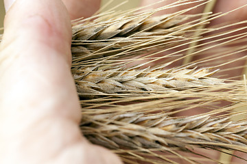 Image showing ears of cereal in hand