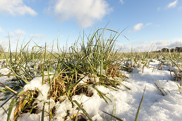 Image showing Green wheat under the snow