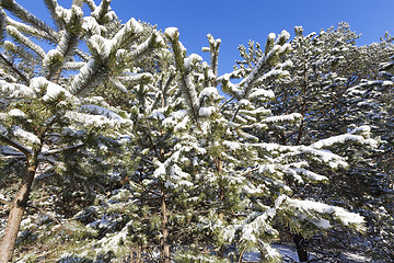 Image showing spruce in the snow, winter