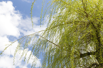 Image showing willow in the spring time of the year