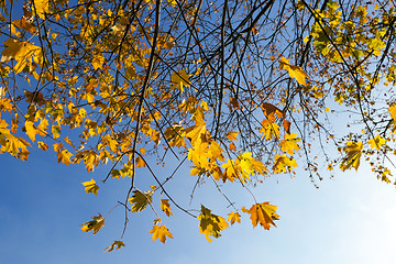 Image showing yellowed maple trees in autumn