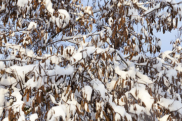 Image showing trees under snow