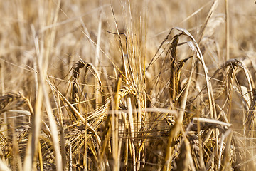 Image showing field with mature rye