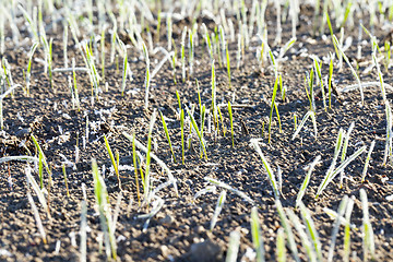 Image showing green wheat in a frost