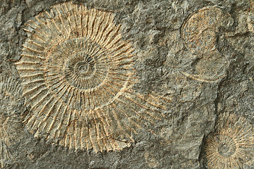 Image showing ammonites fossil texture  