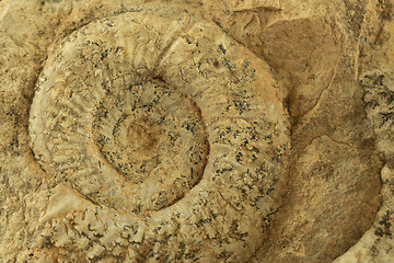 Image showing ammonites fossil texture  