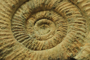 Image showing ammonites fossil texture  