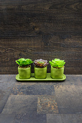 Image showing Succulent plants on stone and wood background