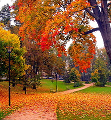 Image showing autumn maple trees in fall city park