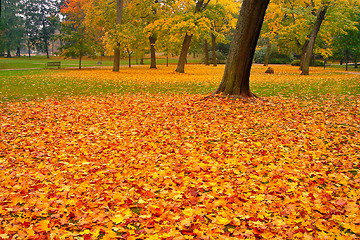 Image showing autumn maple trees in fall city park