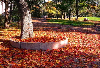 Image showing autumn maple trees in fall city park