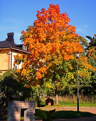 Image showing autumn maple trees in fall city park