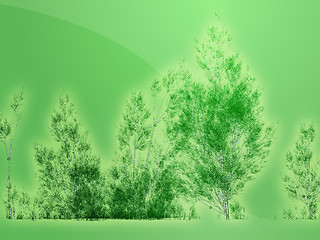 Image showing Birch trees illustration
