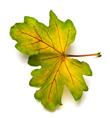 Image showing Multi colored autumn leaf of oak