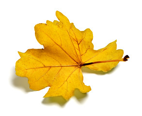 Image showing Backside of golden autumn oak leaf