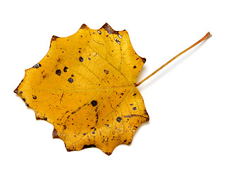 Image showing Autumn yellow quaking aspen leaf with holes