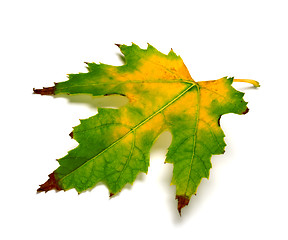 Image showing Multicolor maple leaf on white