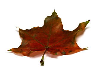 Image showing Brown dry autumnal maple leaf