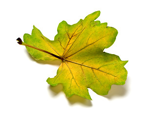 Image showing Backside of multi colored autumn oak leaf