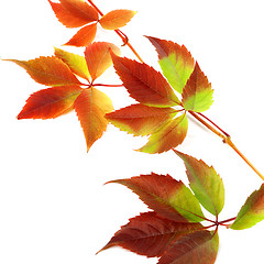 Image showing Multicolor autumn twig of grapes leaves 