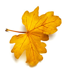 Image showing Yellow colored autumn leaf of oak