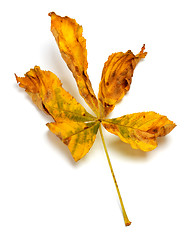 Image showing Dry autumn leaf of chestnut