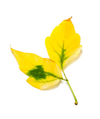 Image showing Yellow autumn maple-leaf