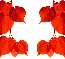 Image showing Red tilia leaves