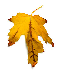 Image showing Dry orange autumn maple leaf