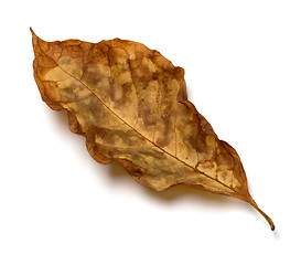 Image showing Autumn dry walnut leaf