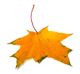 Image showing Yellow autumn maple leaf on white