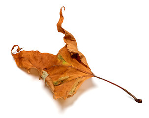 Image showing Autumn dry maple leaf