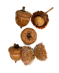 Image showing Autumn dry acorns