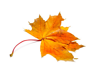 Image showing Yellow dry autumn maple-leaf